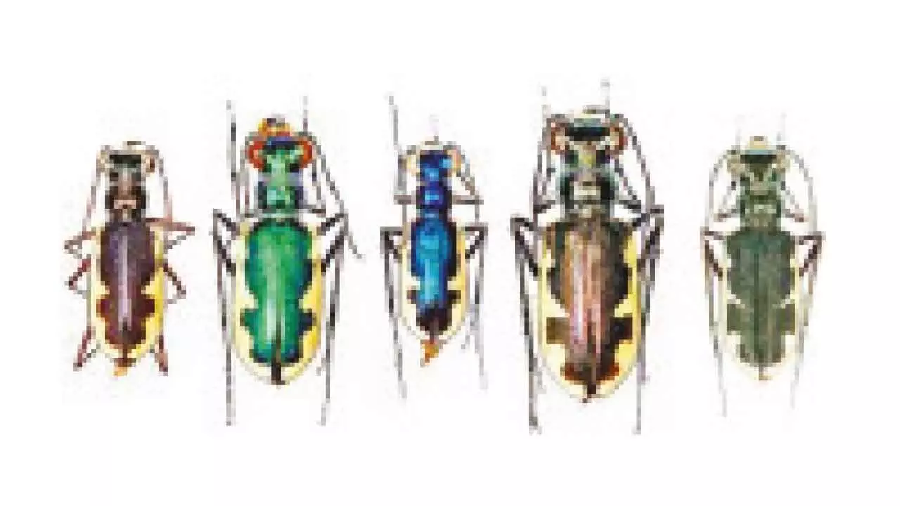 Nineteen tiger beetle species found in Dudhwa Tiger Reserve Nineteen tiger beetle species found in Dudhwa Tiger Reserve