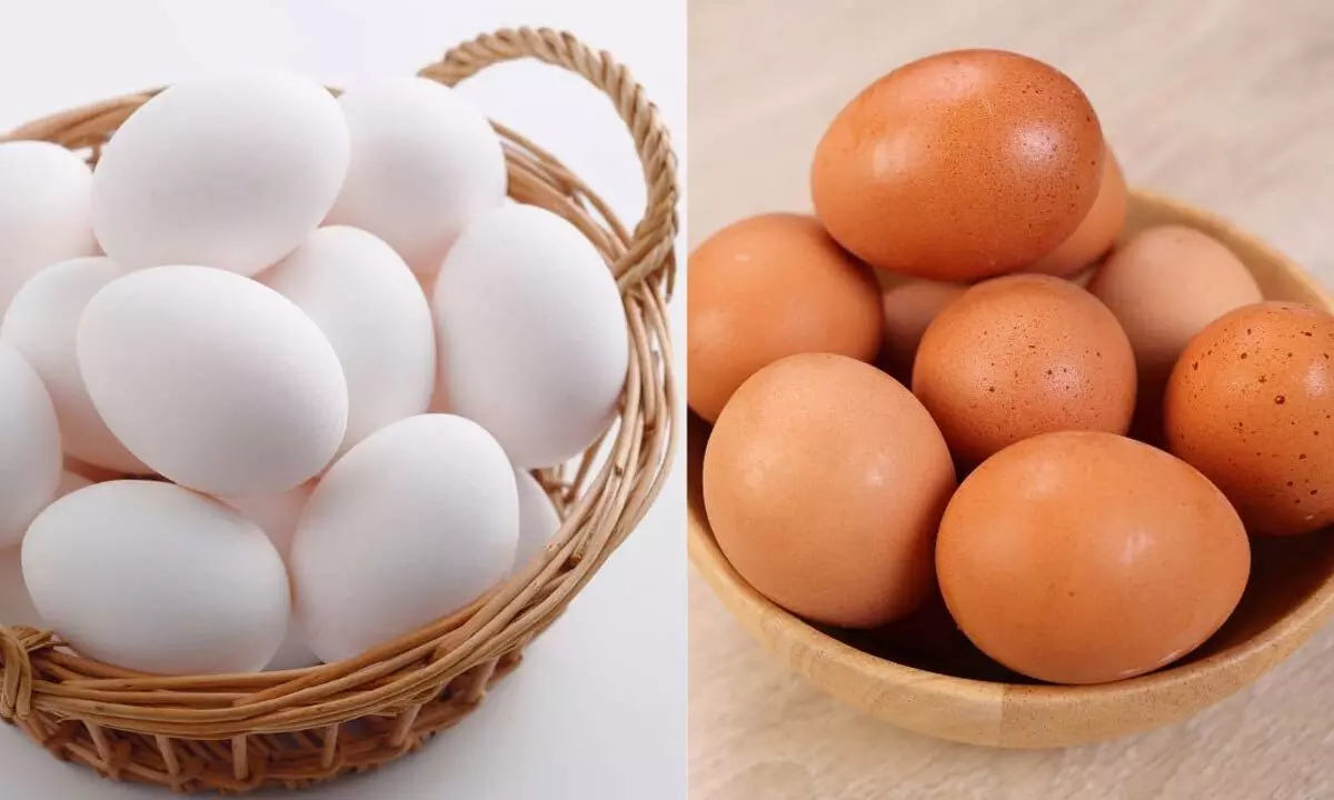 White vs Brown Eggs: Which One Deserves a Spot in Your Daily Diet? White vs Brown Eggs: Which One Deserves a Spot in Your Daily Diet?