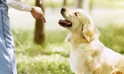 Your dog can read your mind, sort of