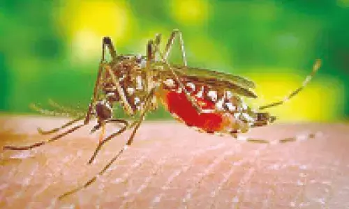 Health experts urge govt to mandate dengue reporting