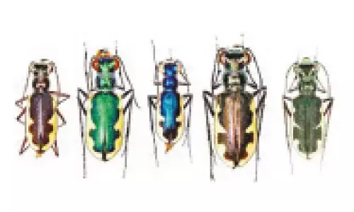 Nineteen tiger beetle species found in Dudhwa Tiger Reserve