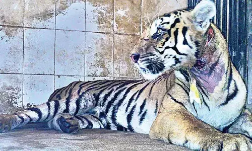 Rescued tigress dies of septicemic shock in SV Zoo Park