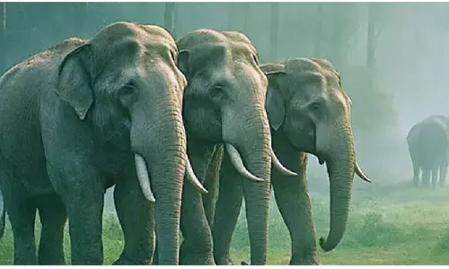 ‘Operation Kumki’ brings relief to farmers in border areas