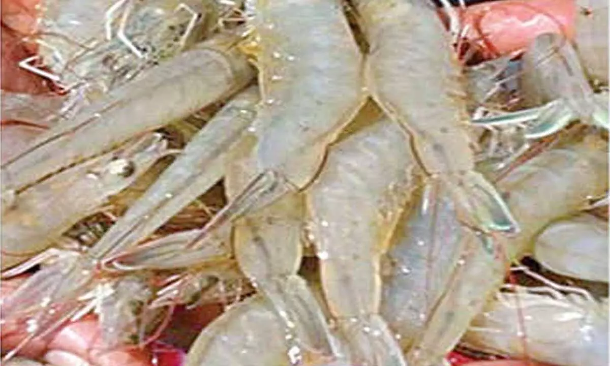 AP aqua farmers in tight spot as US tariffs take toll AP aqua farmers in tight spot as US tariffs take toll