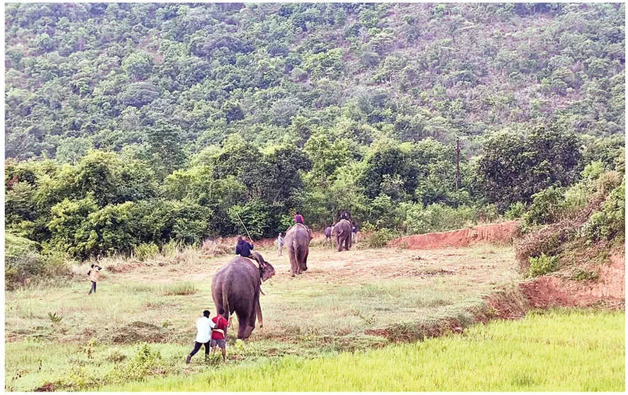 Farmers relieved as Kumki elephants drive wild herds away