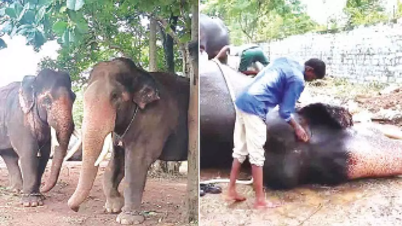 Dasara elephants relax at Aranya Bhavana ; Palace entry on August 10 evening