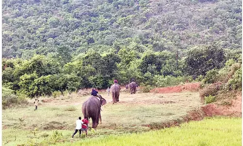 Farmers relieved as Kumki elephants drive wild herds away