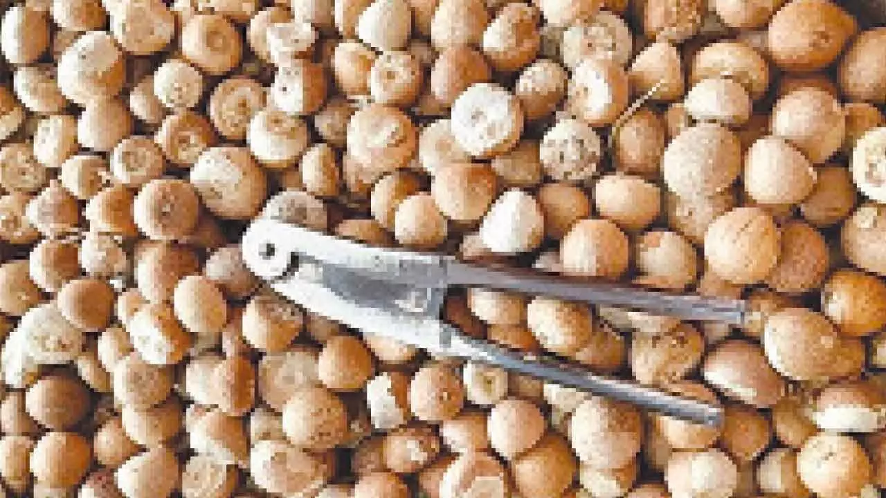 Arecanut crop damage: CAMPCO appeals to CM for compensation Arecanut crop damage: CAMPCO appeals to CM for compensation