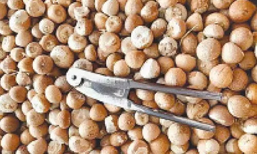 Arecanut crop damage: CAMPCO appeals to CM for compensation