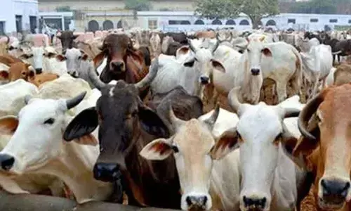 Cattle theft gang behaves violently at tollgate, 3 hurt