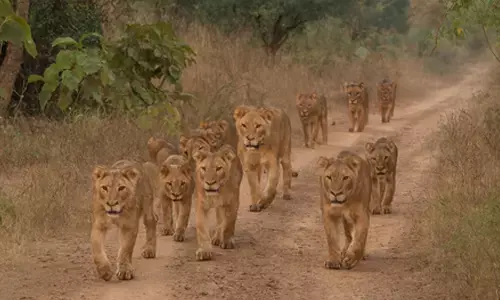 World Lion Day 2025 to be celebrated in Gujarat sanctuary tomorrow