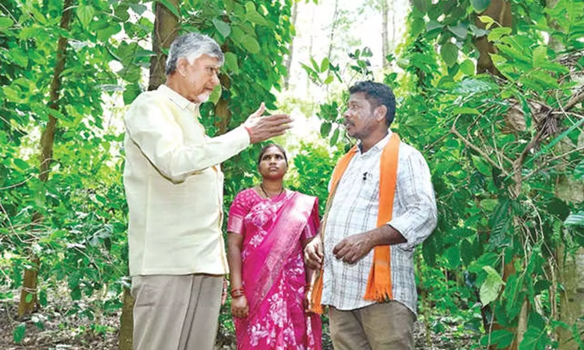 CM: Focus on ganja-free agency to boost tourism CM: Focus on ganja-free agency to boost tourism