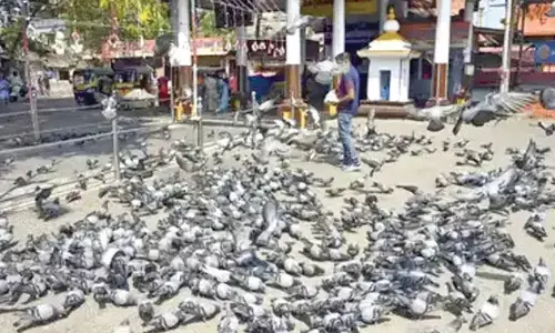MCD to issue advisory against feeding pigeons