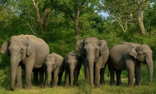 World Elephant Day: Conservation plans to be discussed in Coimbatore tomorrow