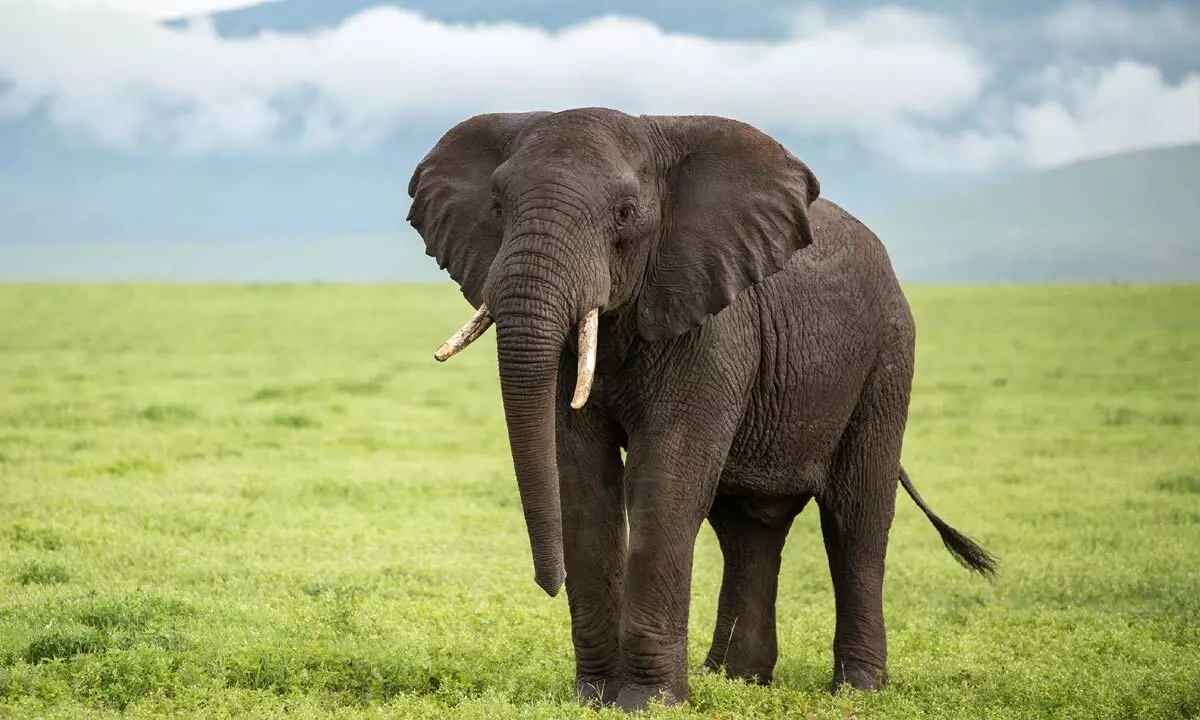 World Elephant Day: Protecting giants of the earth