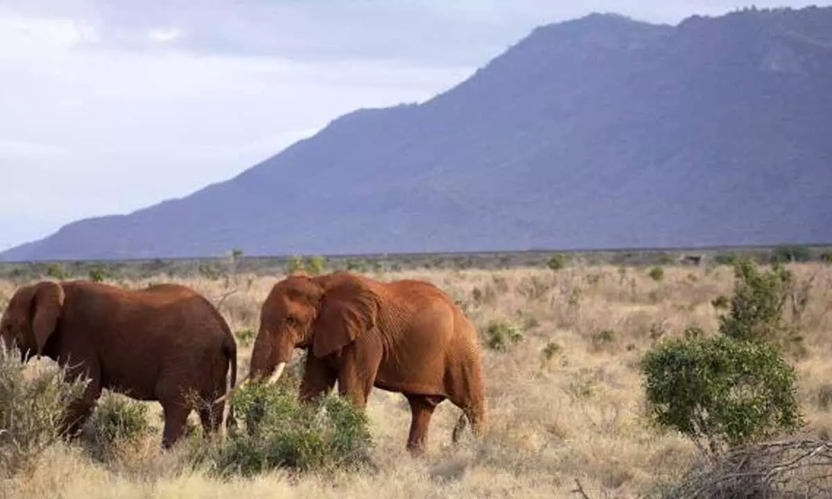 Kenyan farmers use bees, sesame to keep away marauding elephants Kenyan farmers use bees, sesame to keep away marauding elephants