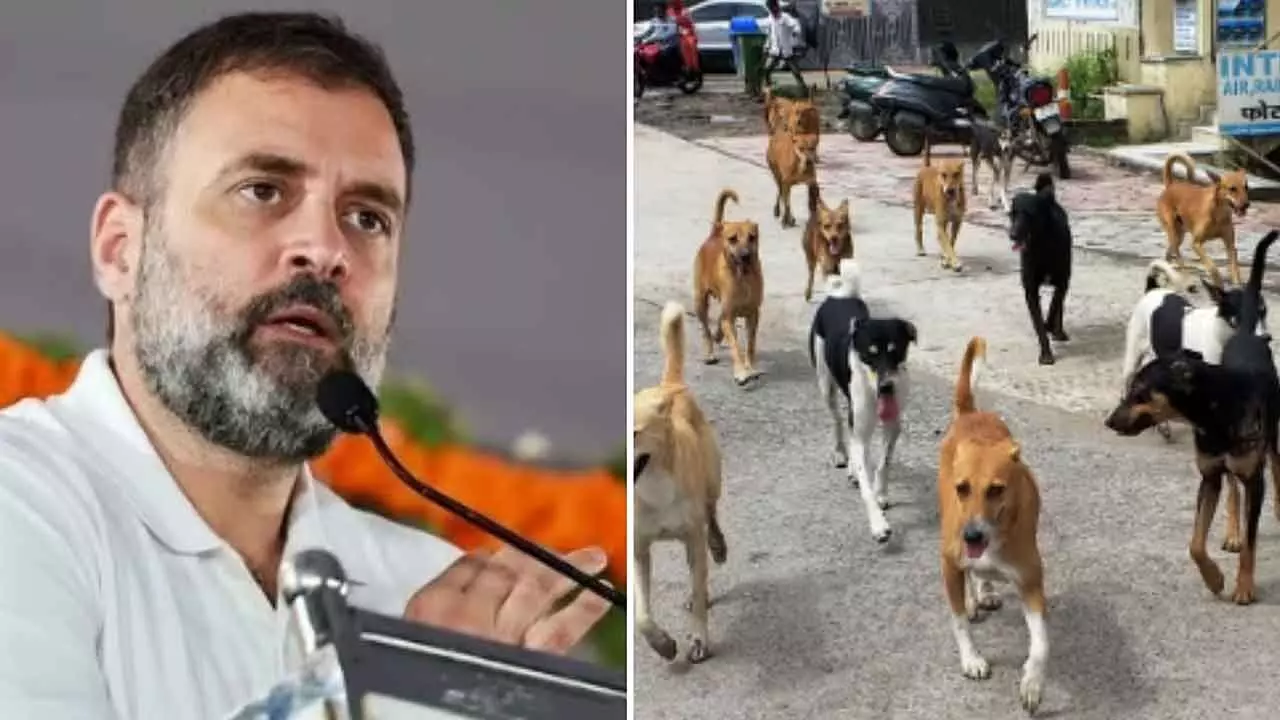 SCs directive on stray dogs a step back from humane, science-backed policy: Rahul