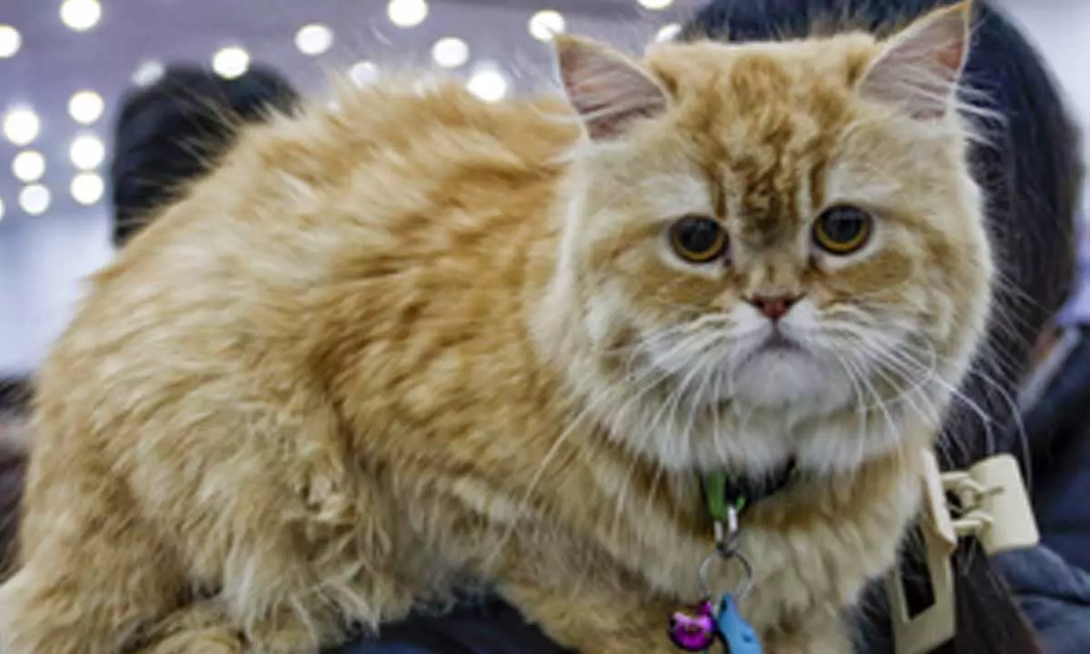 Cats may help develop treatment for dementia, Alzheimer’s in humans: Study