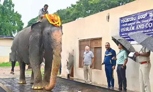 Heaviest Dasara elephant in first weight check: Bhima overtakes Abhimanyu