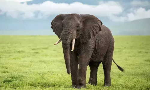 World Elephant Day: Protecting giants of the earth