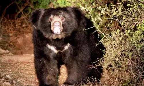 Eight-Year-old Assam boy mauled to death by sloth bear in TNs Valparai