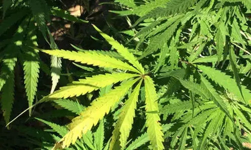 Farmer arrested for cultivating marijuana in Gujarat village