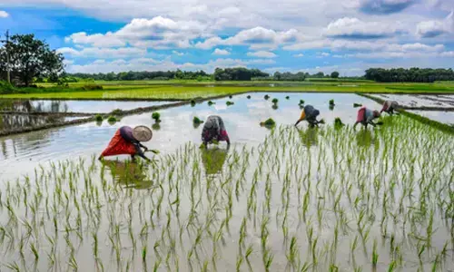 78.41 crore applications insured, Rs 1.83 lakh crore claims paid under PMFBY