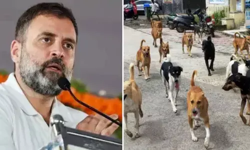 SCs directive on stray dogs a step back from humane, science-backed policy: Rahul