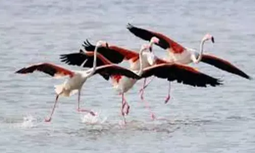 Heat extremes drive major declines in tropical birds: study