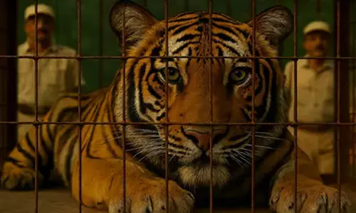 Bihar: Tiger captured in Bagaha after farmer’s death; to be shifted to Patna zoo