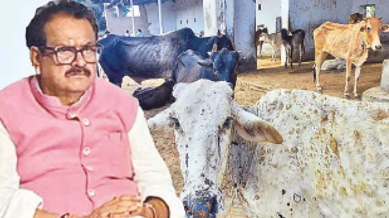 No plans to declare cow national animal, Parl told No plans to declare cow national animal, Parl told