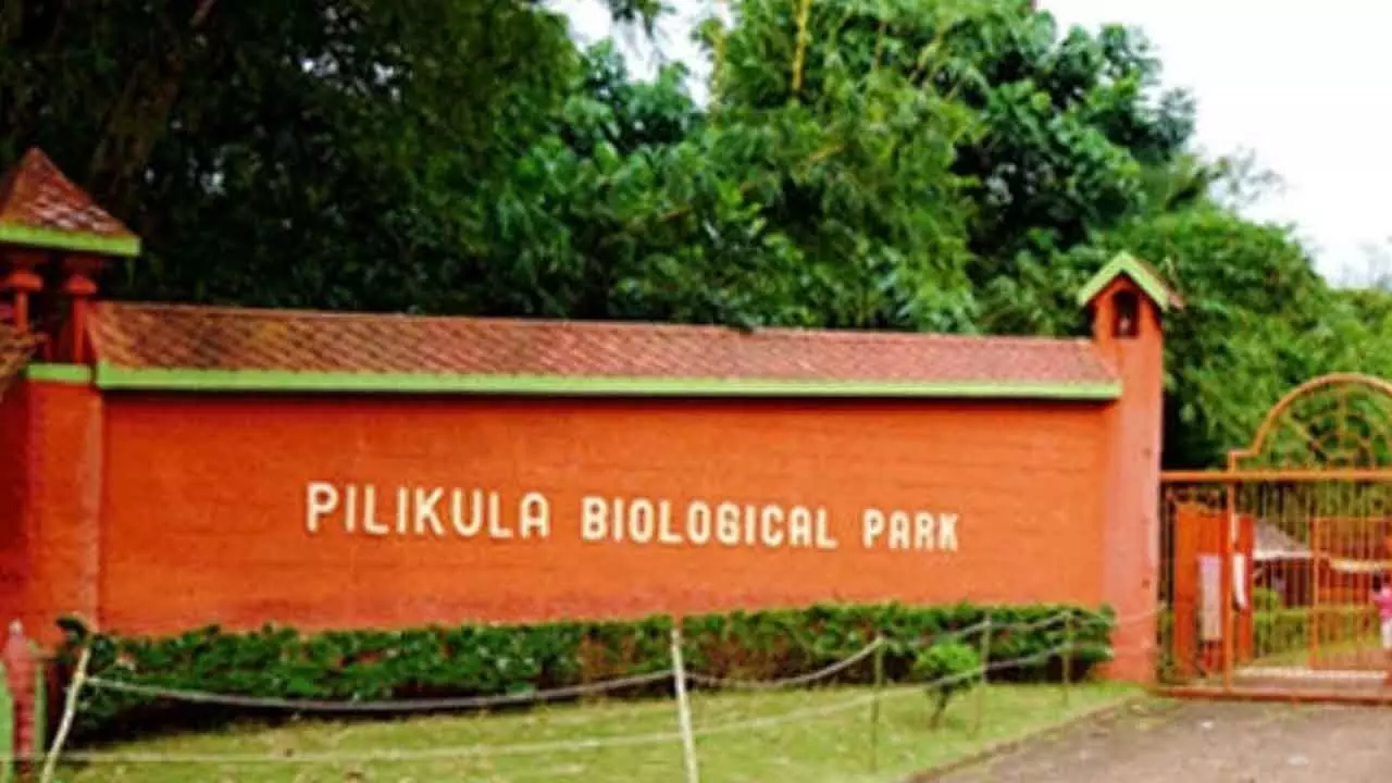 Allegations of rotten, poisoned meat supply to Pilikula Zoo animals