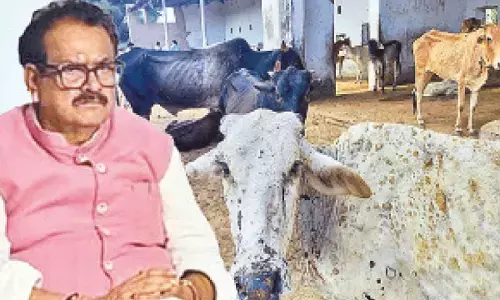 No plans to declare cow national animal, Parl told