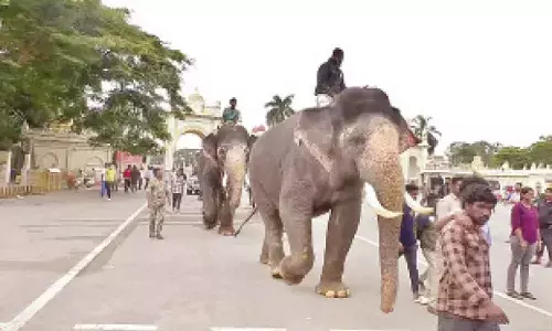 Dasara elephant procession training begins on World Elephant Day
