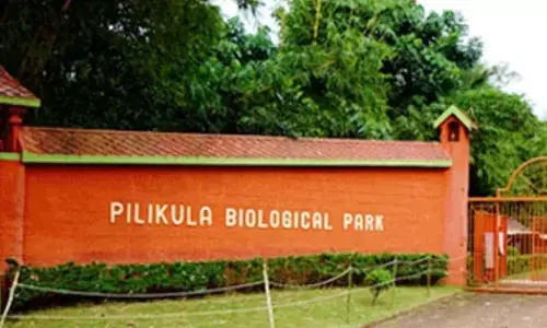 Allegations of rotten, poisoned meat supply to Pilikula Zoo animals