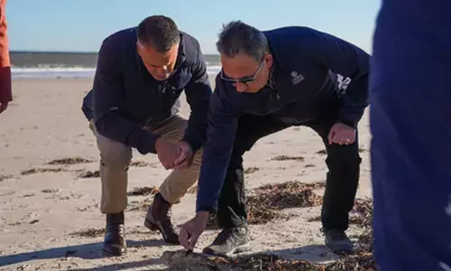 Australian govt to fast-track assessment of toxic algae outbreak on marine species