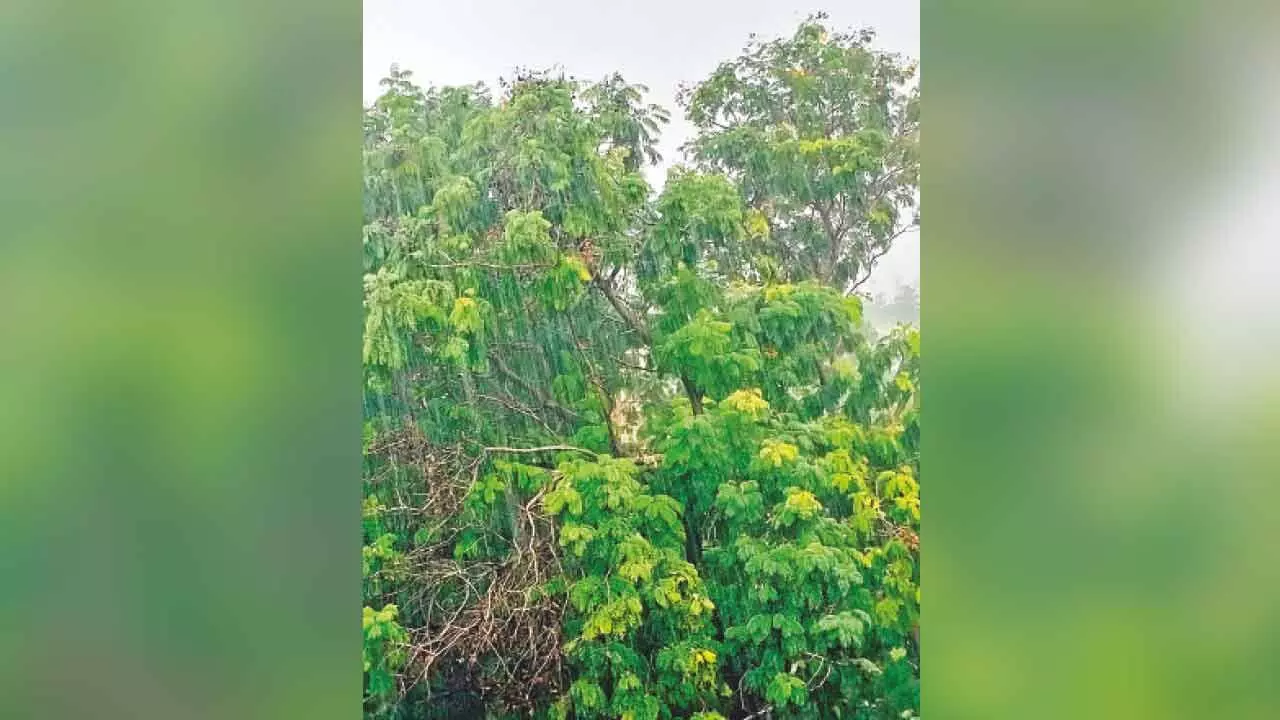 Rangareddy receives 448.8 mm rains Rangareddy receives 448.8 mm rains