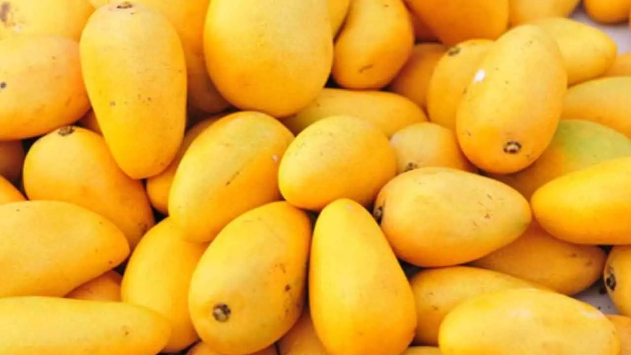 Record 31.5 lakh mangoes exported to 51 global destinations Record 31.5 lakh mangoes exported to 51 global destinations