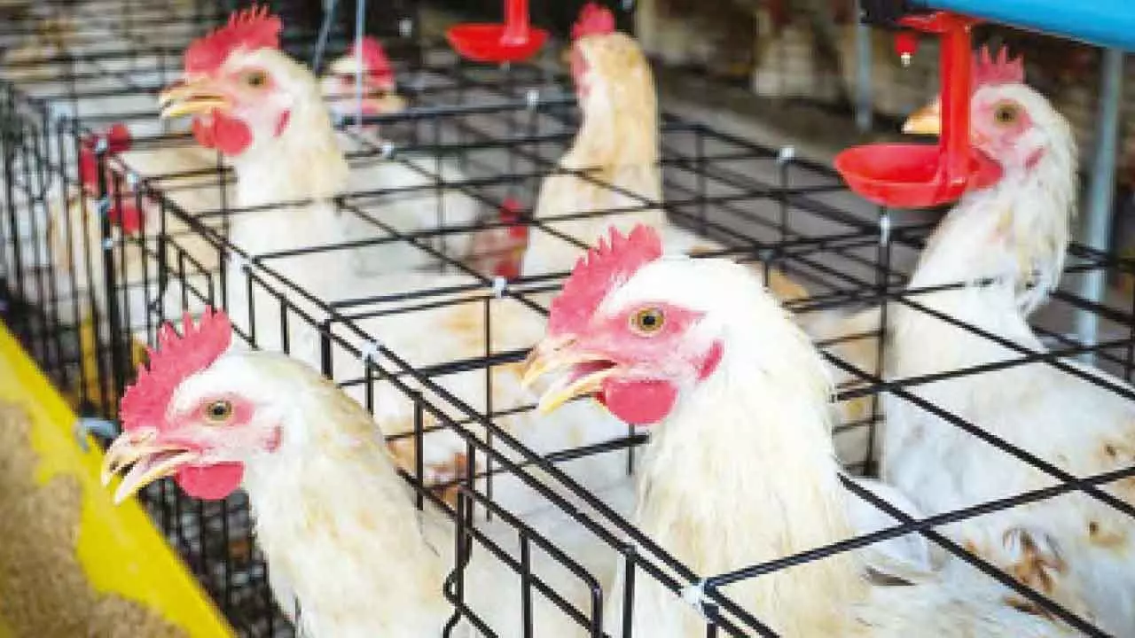 UP govt sounds bird flu alert, CM orders extra vigil in zoos UP govt sounds bird flu alert, CM orders extra vigil in zoos