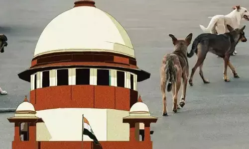 Now 3-judge SC bench to hear stray dog case today