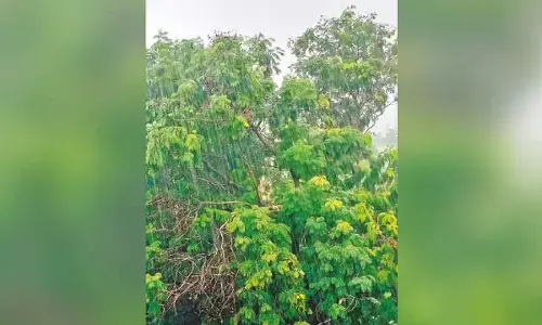 Rangareddy receives 448.8 mm rains
