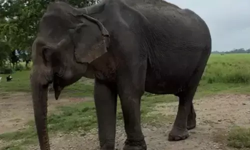 ‘Mohanmala’ oldest and last matriarch at Kaziranga National Park dies