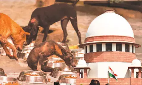 SC: Stray dogs issue due to inaction of local authorities