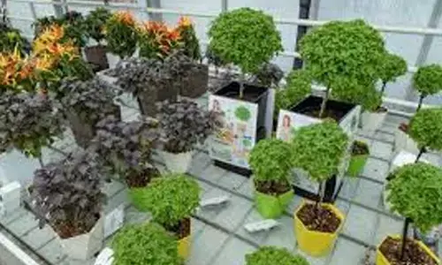 Medicinal Herbs Perfect for Your Balcony Garden