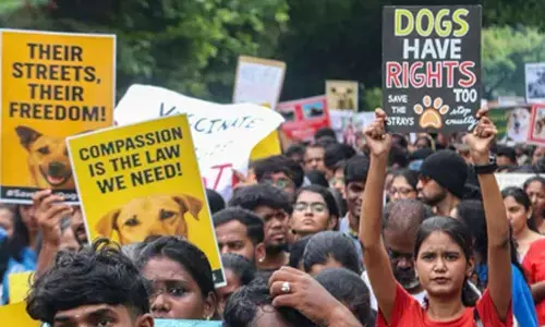 Chennai animal rights activists oppose SC order on Delhi-NCR stray dogs