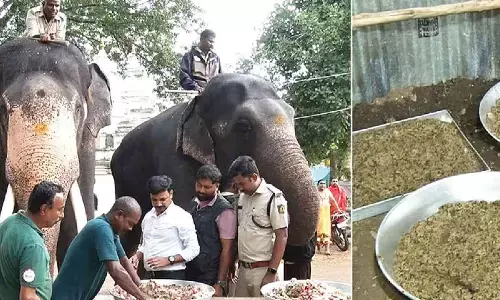 Mysore Dasara elephants treated to royal hospitality at palace, special kitchen set up