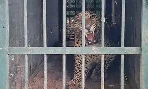 Leopard trapped near Tirupati varsities after weeks of tension