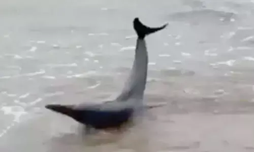 Dolphin calf gets beached, resort team saves it