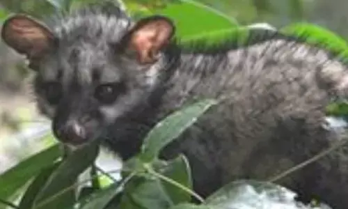 After troubling CM and LoP, toddy cat disrupts Kerala HC proceedings