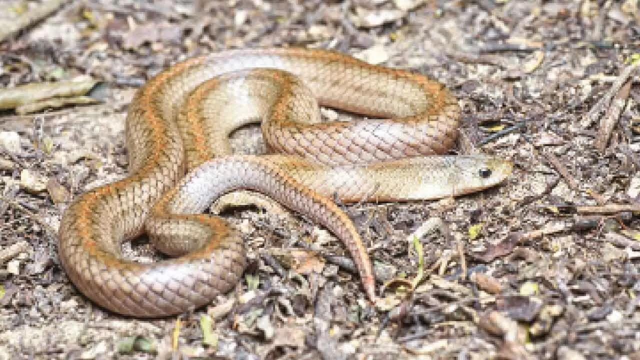 Minor held for killing snake in Ballia Minor held for killing snake in Ballia